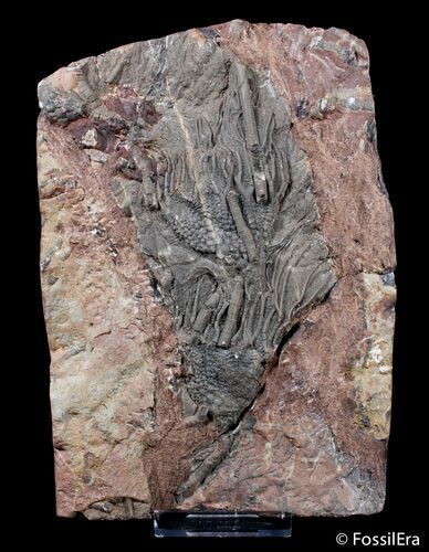 Displayable Moroccan Crinoid Plate - Scyphocrinites #3011